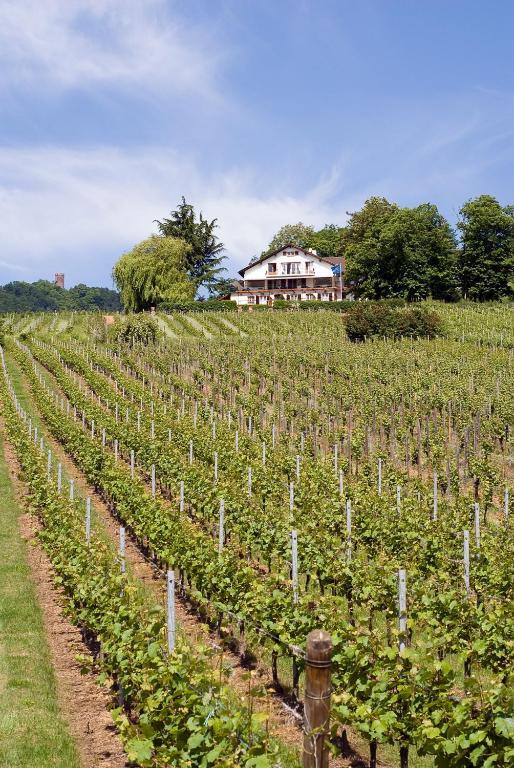 Le Clos Saint-Vincent Ribeauvillé Exteriör bild