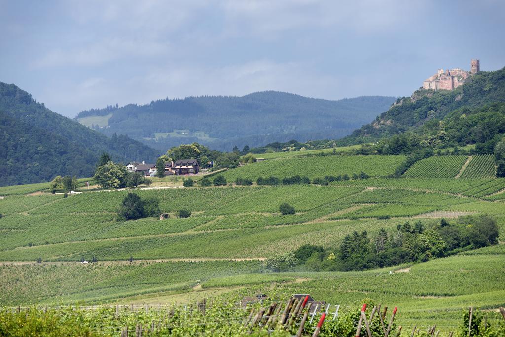 Le Clos Saint-Vincent Ribeauvillé Exteriör bild